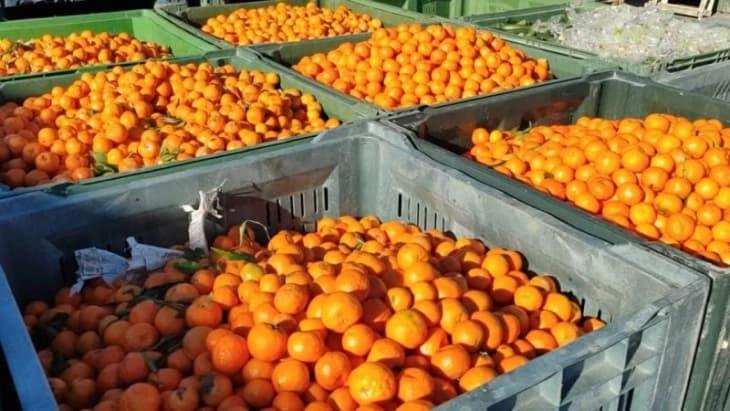 Албанија уништи над 60 тони мандарини, вратени од земји членки на ЕУ
