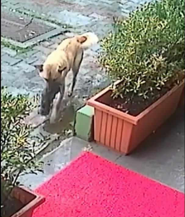 Видео: Неверојатно- кучка го однесе своето болно кутре на ветеринар!!