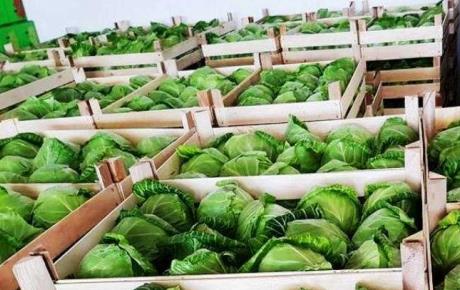 Просечната откупна цена на зелката 43 денари за килограм, на доматот 45