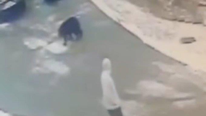 Разбеснета мечка нападна човек и го зарази со смртоносен вирус- ужас во Пенсилванија (ВИДЕО)