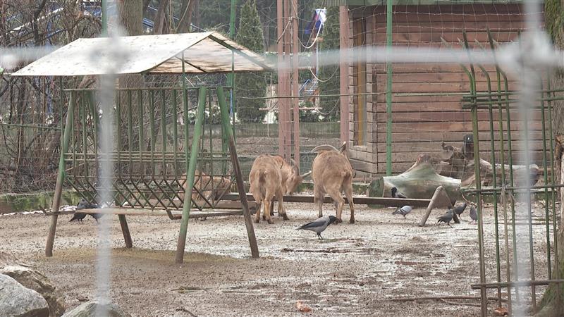 Угинаа две берберски овци во Скопје ЗОО