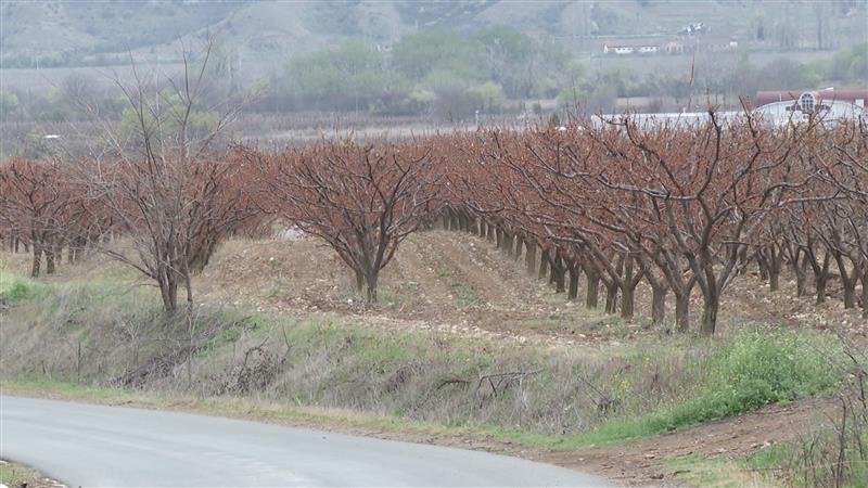 Ниските температури ги уништија овошните насади - ќе јадеме ли скапи праски и кајсии годинава? 
