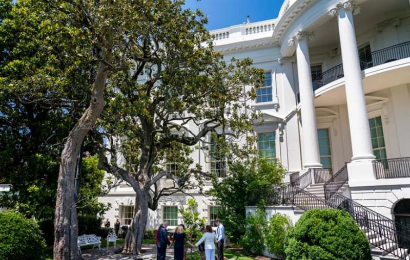 Трамп го преуредува дворот на Белата куќа- ќе исече историско дрво од 19. век