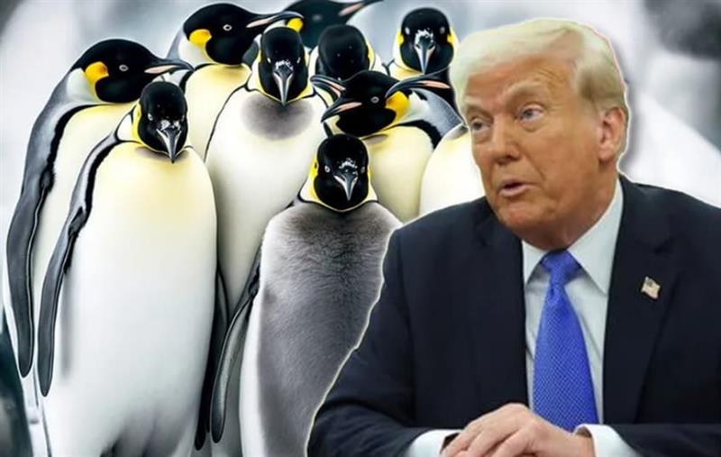 Трамп им воведува царини на пингвини- единствените жители на остров со царина од 29%