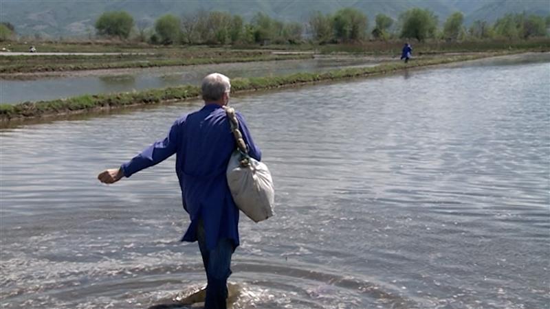 Дождот и неисчистени канали ќе ја задоцнат сеидбата на оризот 