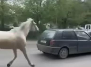 Видео: Идентификуван возачот кој вчера со автомобил влечеше врзан коњ, известен јавен обвинител