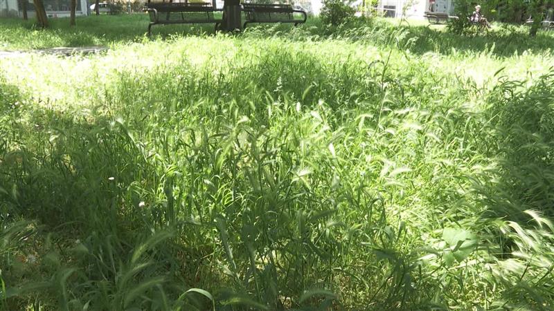 Неискосена трева,вегетација, од паркови и зеленило велат времето го отежнува косењето