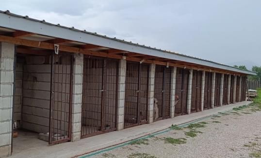 За речиси една година заловени и третирани 224 бездомни кучиња најдени на подрачјето на Тетово