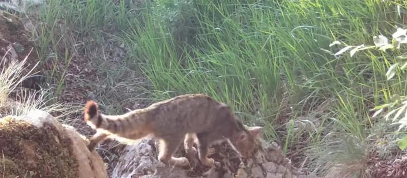 Дива мачка забележана во пештерата Свинска стрна на Галичица