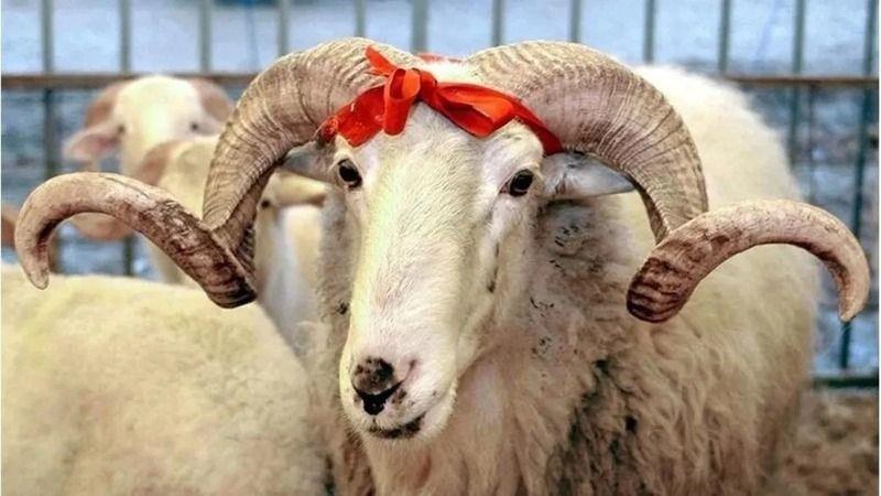 Во Турција 14.372 лица биле повредени при жртвување животни во првиот ден од Курбан Бајрам
