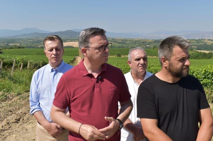 Трипуновски: Рекордна цена на најзастапените сорти на грозје