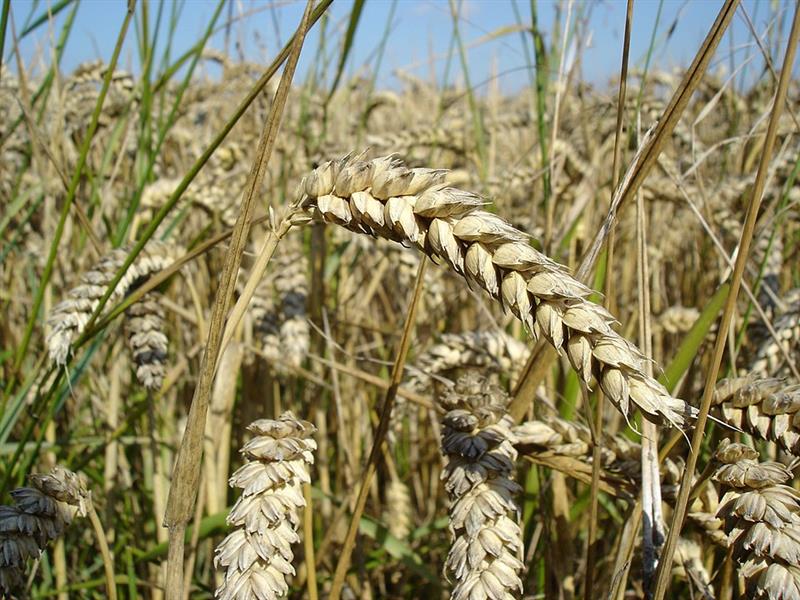 НФФ: Пченицата со добар квалитет и задоволителни приноси