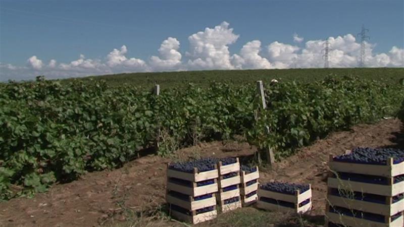 Лозарите незадоволни до најавените откупни цени на грозјето