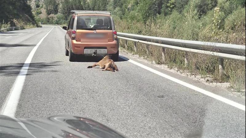 Уште еден случај на бритална суровост кон животни- куче врзано за автомобил, влечено по асфалтот, па фрлено во бездна