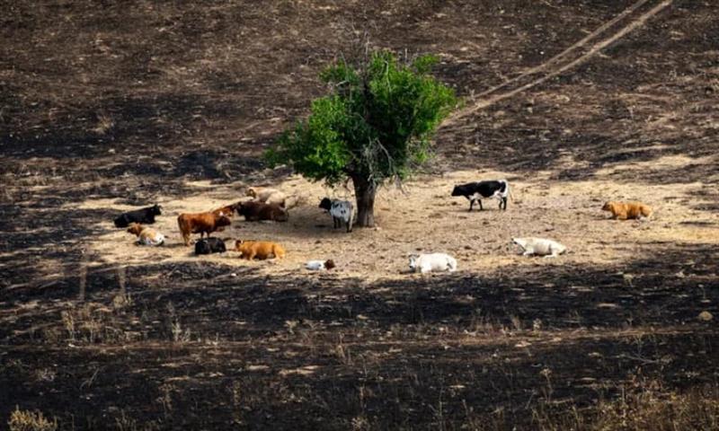 Чудо во Шпанија: Страшниот пожар поштеди само едно дрво, под него се спасија крави 
