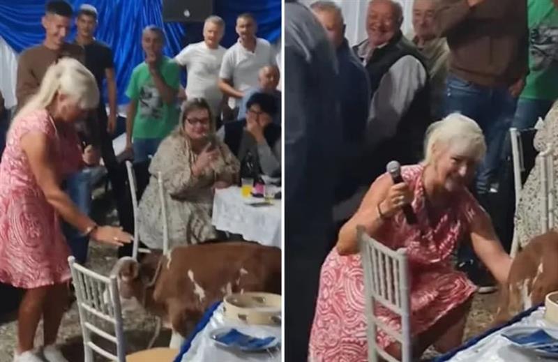 Немал пари за бакшиш на српска пејачка, па ѝ подарил живо теле (ВИДЕО)