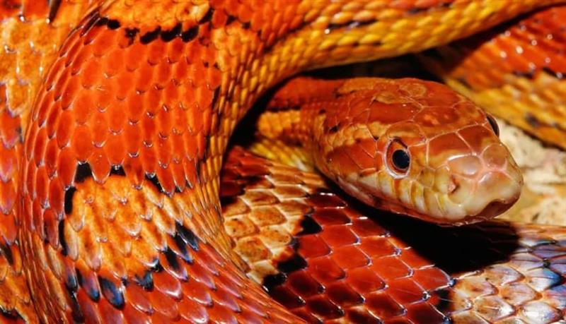 Отровна змија каснала четиригодишно дете, додека си играл во градинка- воспитувачките не повикале помош (ВИДЕО)