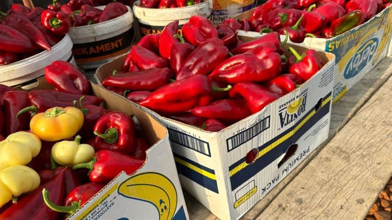 Опасен пестицид е пронајден во црвените пиперки од Македонија, што се извезуваат во Хрватска