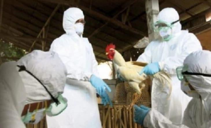 Околу 71.000 пилиња ќе бидат уништени поради епидемија на птичји грип на фарма во Холандија