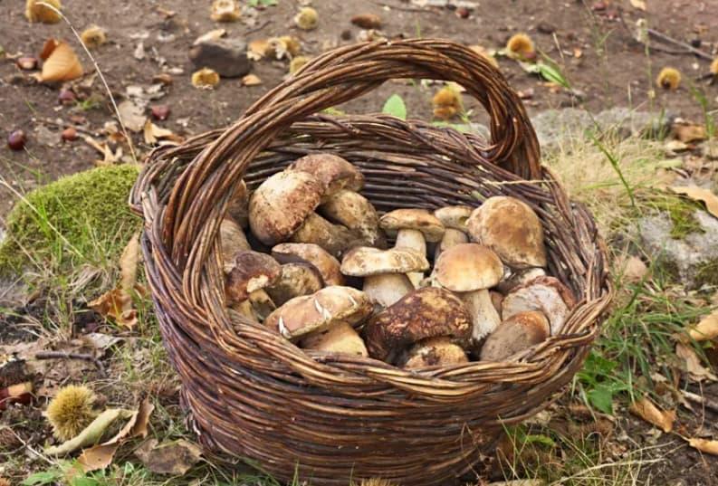 Осум печурки на аукција се продадени за речиси 5 илјади долари 