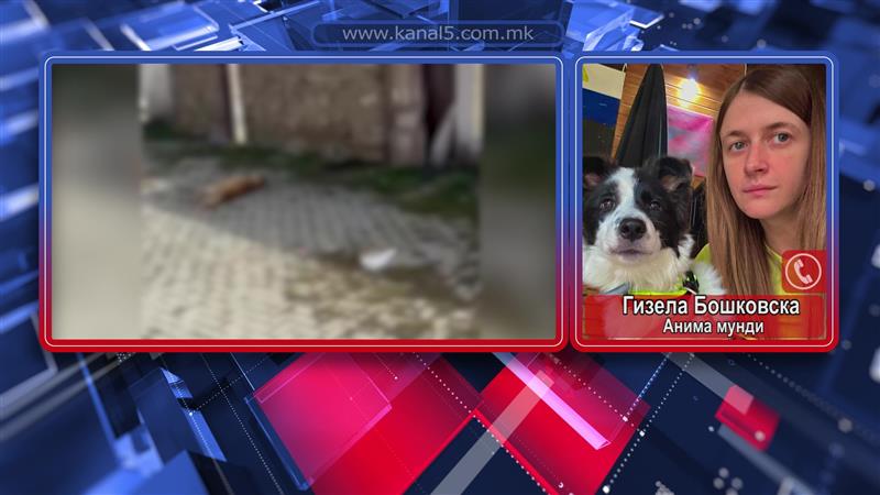 „Анима Мунди“ бара итна истрага по масакрот на кучињата во Кичево