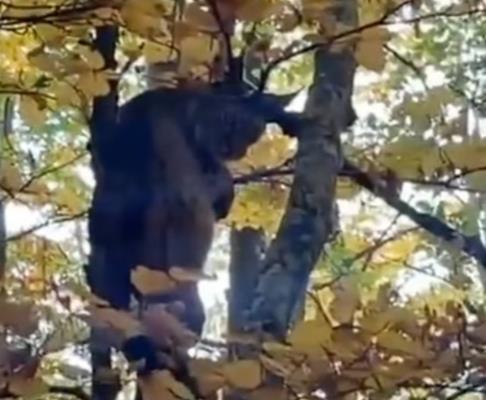 Рис снимен во Новосело - кичевско: Најголемата дива мачка на Балканот се искачи на дрво