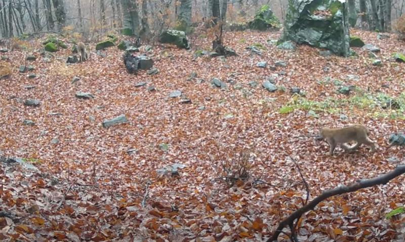 Видео: Камери забележале мајка рис со малечко во НП Шар Планина