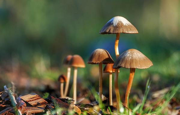 Чешка ќе дозволи лекарите да препишуваат лековити „магични печурки“ од следнава година