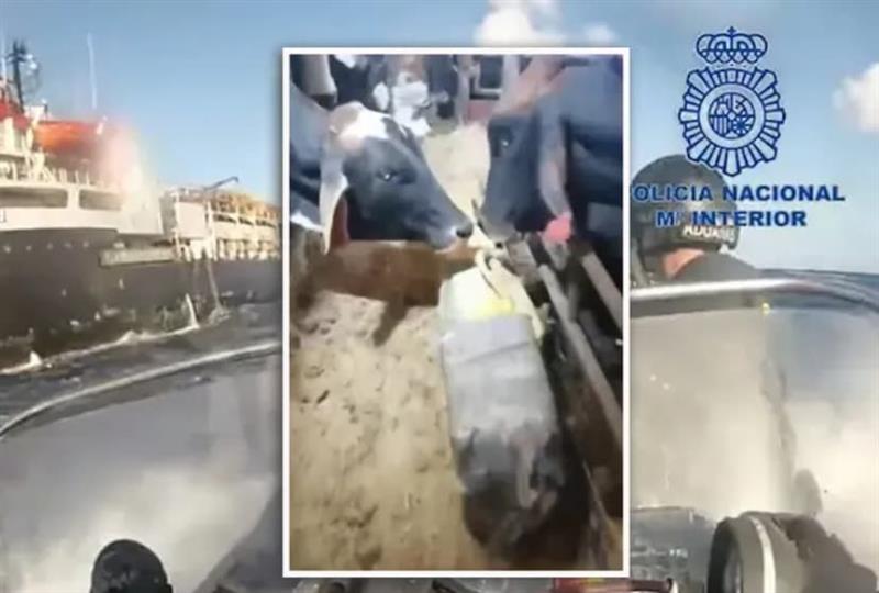 Нарко- крави: Картелите измислија нов начин за шверц на дрога преку бродови со добиток 