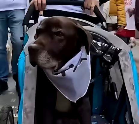 Традиционална прошетка на сопственици и кучиња во Мадрид, посветена на борбата против напуштањето животни
