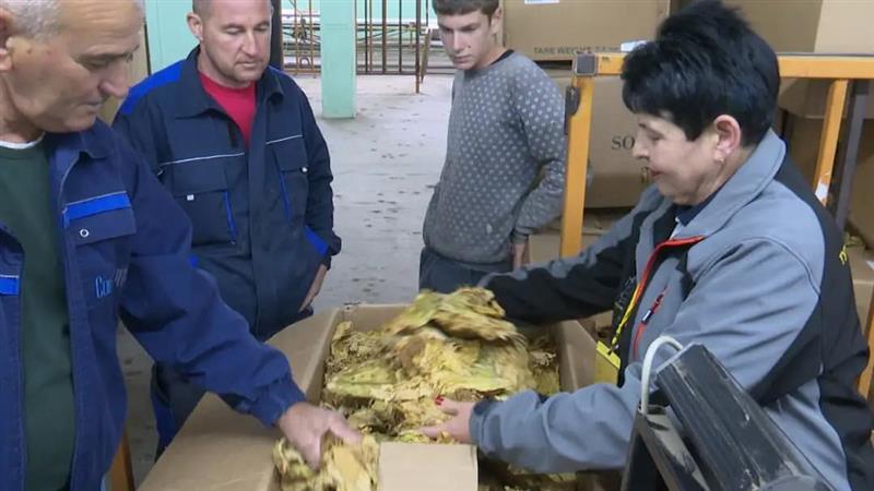 Откупот на тутунот заврши, од 15 јануари ќе се договараат цени за новата реколта