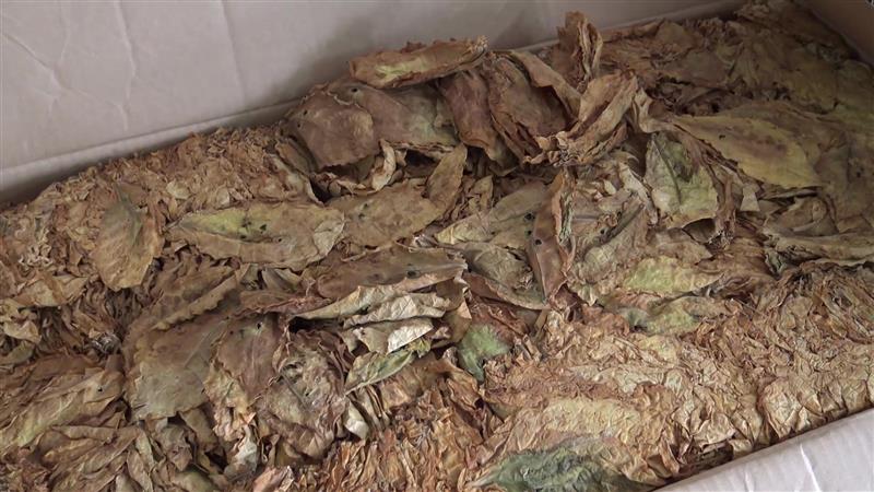 Тутунарите бараат законски измени за да можат да учествуваат во формирање на откупната цена за следната година