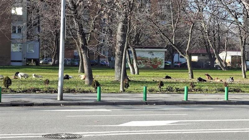 Дали и кој увезува кучиња од странство - АХВ неодамна регистрирале куче од Албанија во Аеродром?