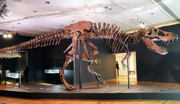 Ново истражување: На „Tyrannosaurus rex “ му требале околу 40 години за да ја достигне својата големина