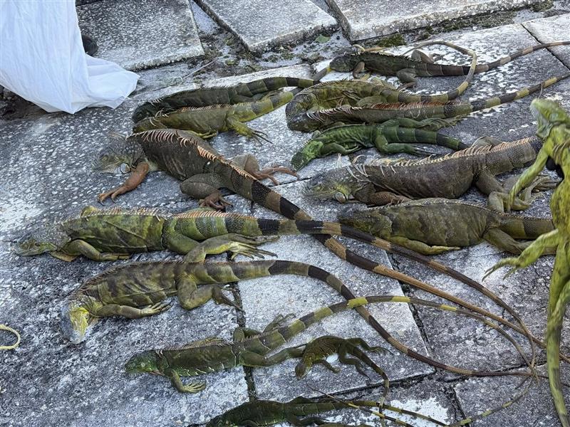 Видео: Игуани во Флорида „зашеметени од ладно“ паѓаат од дрвјата 