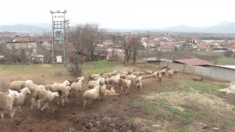 Под закана ли е извозот на јагнето пред Велигден - сточарите стравуваат дека овчите сипаници можат да им ги уништат стадата