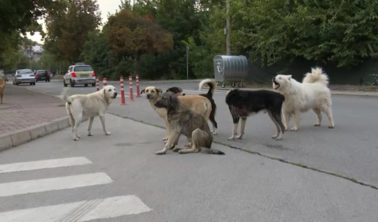 Во Штип минатиот месец во три наврати се заловувани кучиња скитници, граѓаните може да пријавуваат во Општината