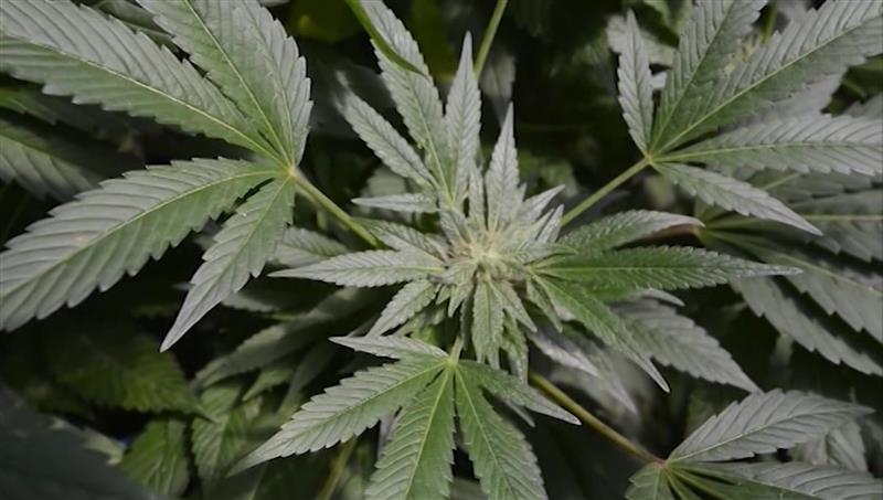 Ќе се проверуваат сите компании кои се занимаваат со производство на канабис