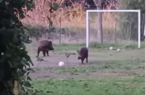 Диви свињи си играат фудбал – несекојдневна сцена во Рим (ВИДЕО)