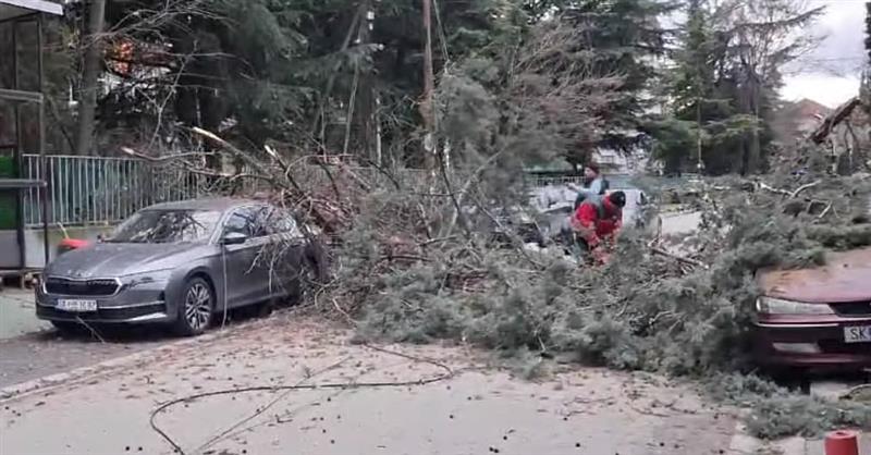 Падна дрво од дворот на училиштето ,,Васил Антевски Дрен" во Кисела вода, оштетени се неколку возила (ВИДЕО)