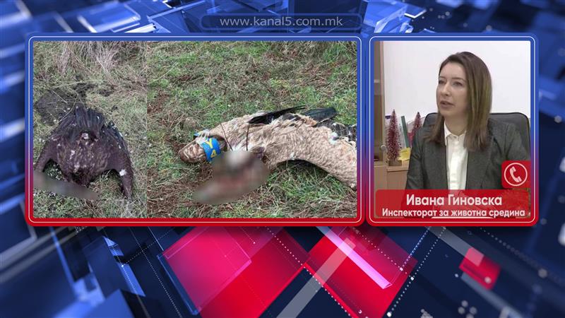 Две угинати ретки птици мршојадци пронајдени во кавадаречко, дадени на обдукција