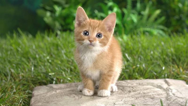 Истражување: Клучот за лекување на ракот може да лежи кај мачките