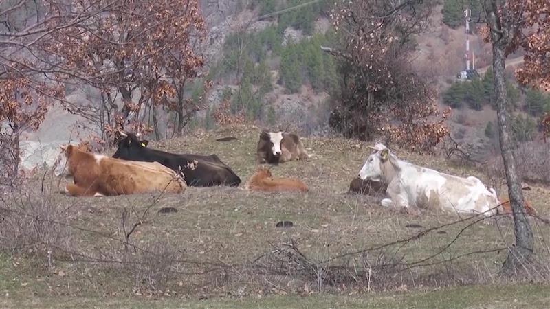 Продолжува сагата со кравите во Крива Паланка