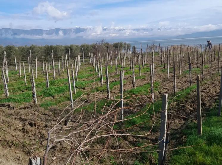 Временските услови послужија за пролетна сеидба во Југоистокот