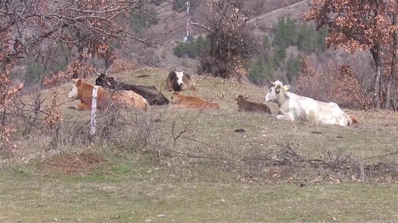 Шест вола „пребегале“ во Ѓуешево, Бугарија- заедничка комисија ќе одлучува околу нивната судбина