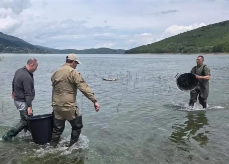 Во пресрет на Светски шампионат, Мавровско Езеро порибено со два тона крап