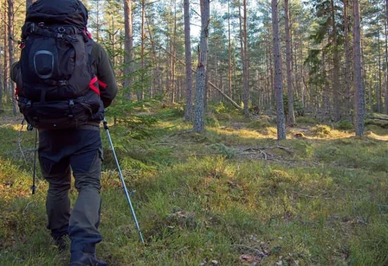 Се шетал низ шума и здогледал нешто сјајно на земјата- пронашол златен накит, стар 1.000 години (ФОТО)