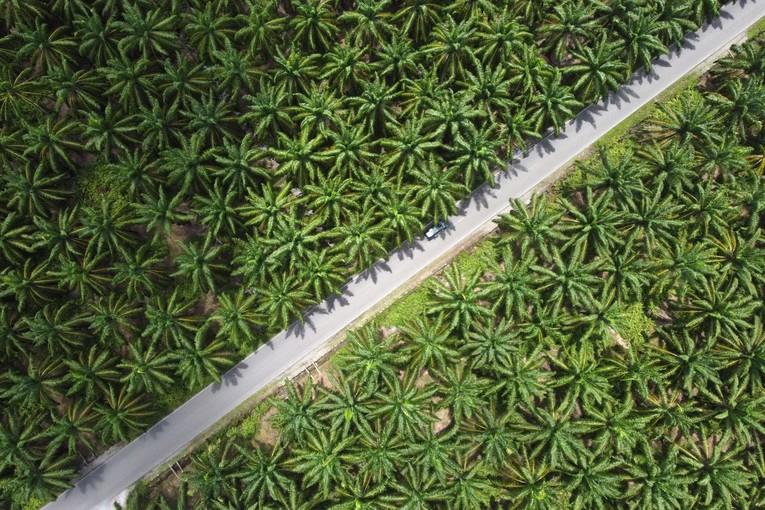 Индонезија ја презема контролата врз извозот на палмино масло, јаглен, феролегури...