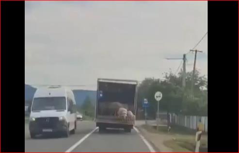 Видео: Овци паѓаат и скокаат од камион на пат во Србија 