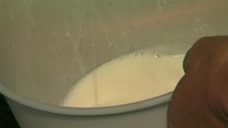 Наместо млеко- вода, млекарници лажно декларирале дека имаат дури и 92% повеќе млечни масти во производите 